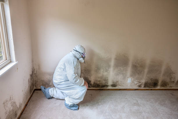 Best Asbestos and Lead Testing During Mold Inspection  in Mantachie, MS